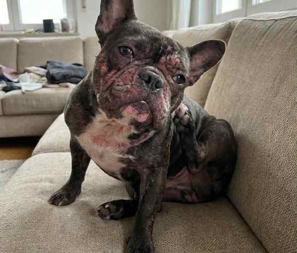 ld-01-hero-bouledogue-grattage.jpg