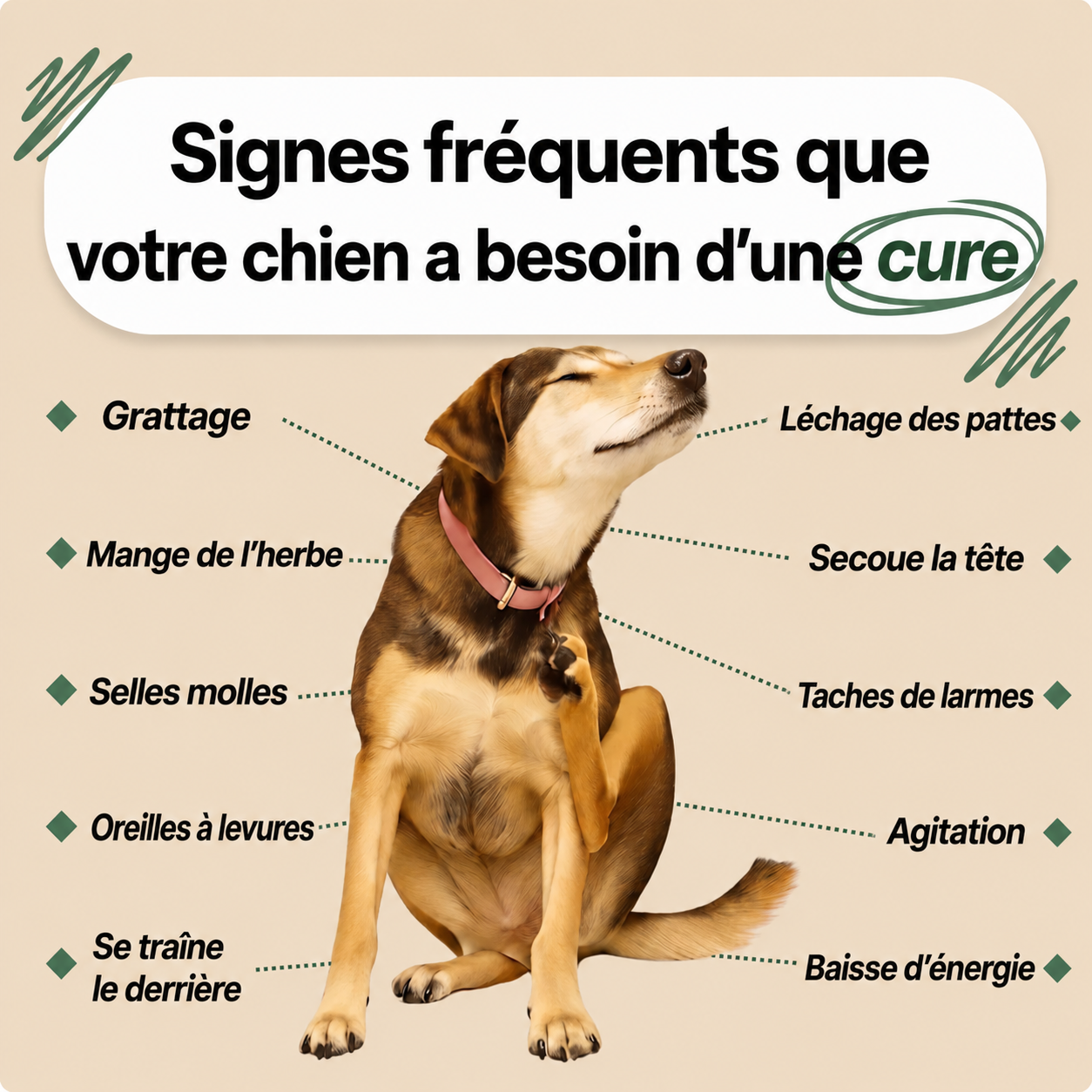 DERMA+ Gouttes quotidiennes peau & digestion