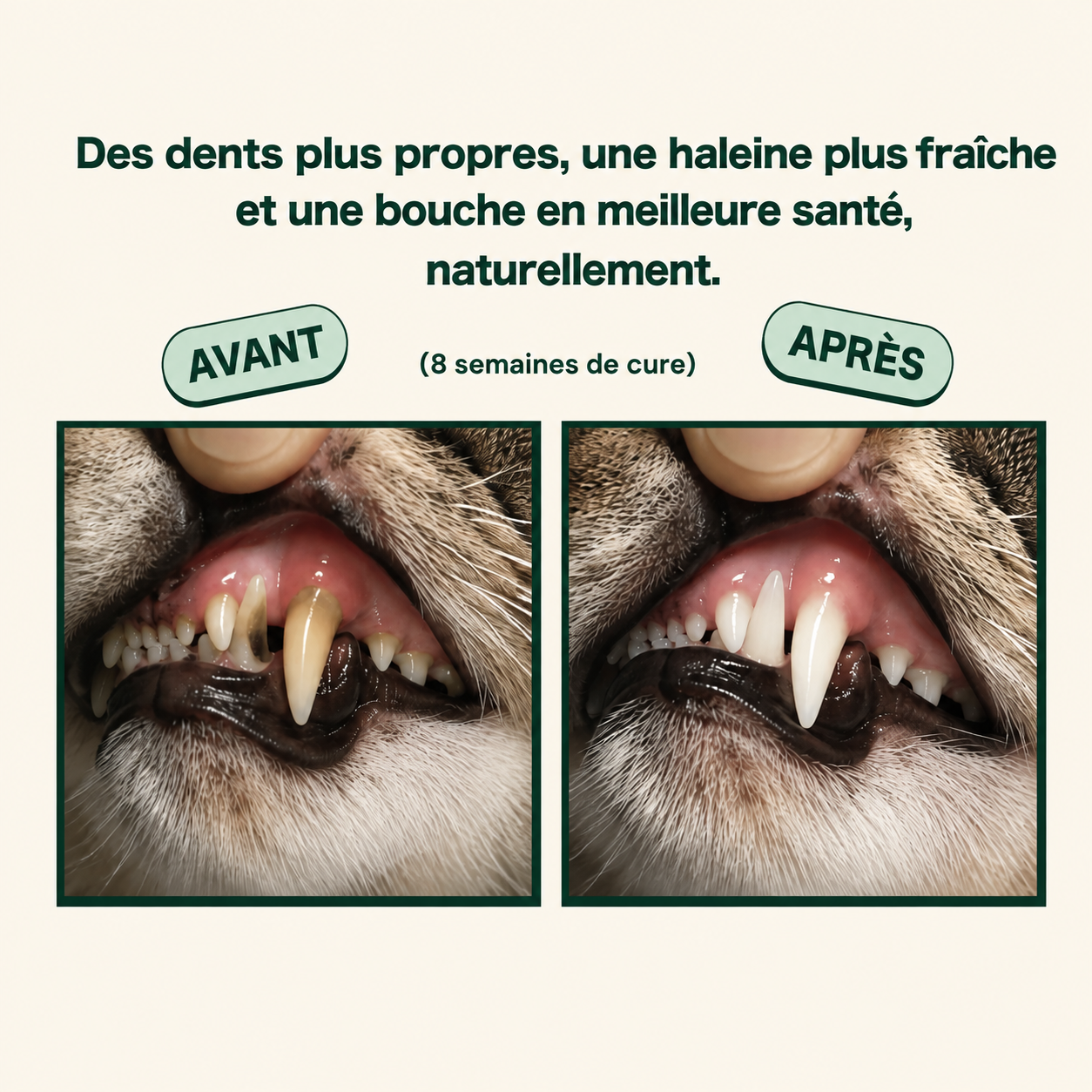 Poudre Dentaire Hygiène, Dents & Haleine
