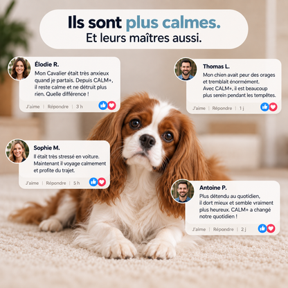 CALM+ Gouttes quotidiennes stress & anxiété