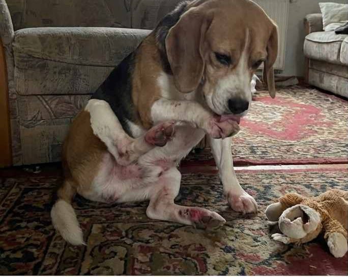 ld-01-hero-beagle-pattes.jpg